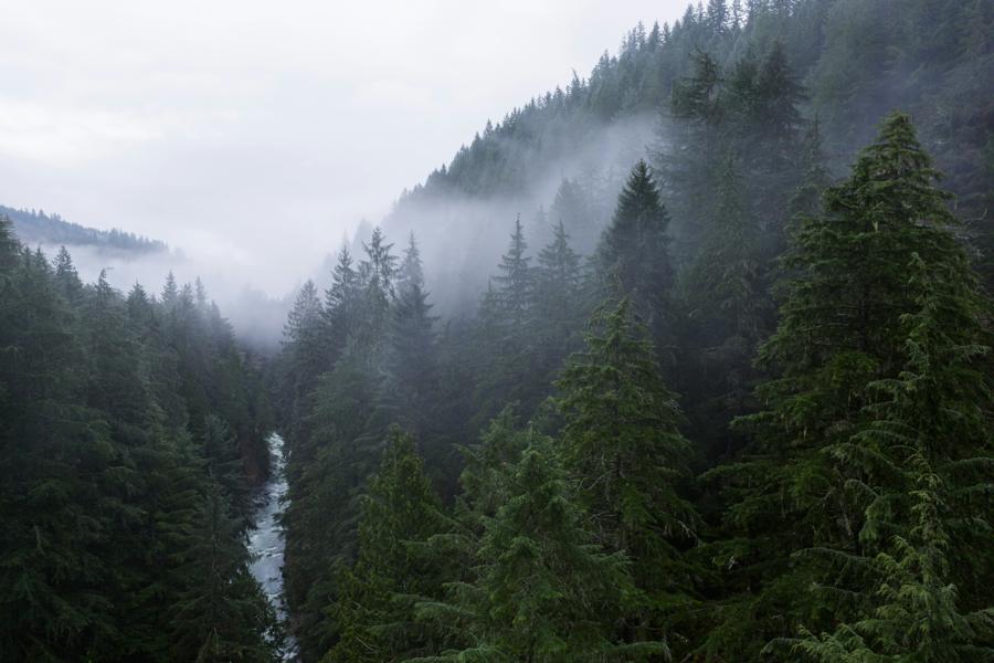 Evergreen valley with low fog and a river running through it